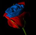 Modrá-červená růže